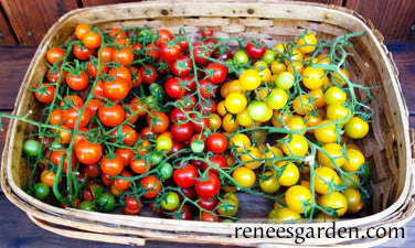 Tomatoes Garden Candy - Renee's Garden - Image 4