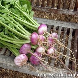 Organic Turnip Purple Top Milan - Renee's Garden - Image 2