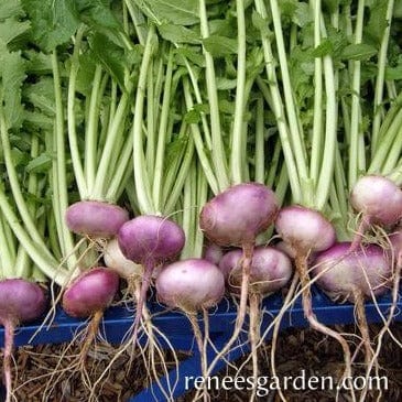 Organic Turnip Purple Top Milan - Renee's Garden - Image 3