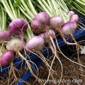 Organic Turnip Purple Top Milan - Renee's Garden - Image 4
