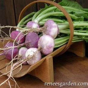 Organic Turnip Purple Top Milan - Renee's Garden - Image 5