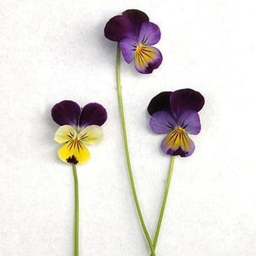 Grandma’s Johnny Jump Ups Violas - Renee's Garden - Image 4