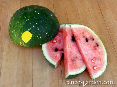 Organic Watermelon Moon & Stars - Renee's Garden - Image 3