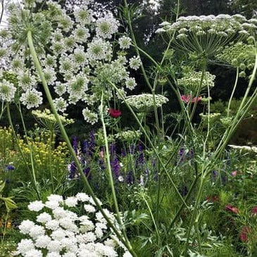 Bishop's Lace White - Renee's Garden - Image 2
