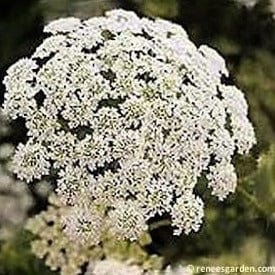 Bishop's Lace White - Renee's Garden - Image 3