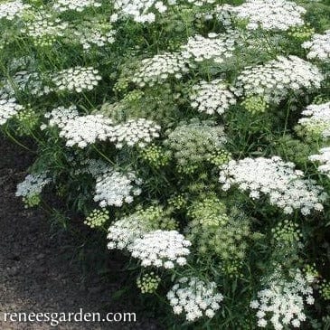 Bishop's Lace White - Renee's Garden - Image 4