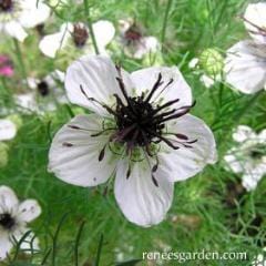 Nigella Bridal Veil - Renee's Garden - Image 2