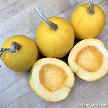 Squash Baby Spaghetti (Winter) - Renee's Garden - Image 2