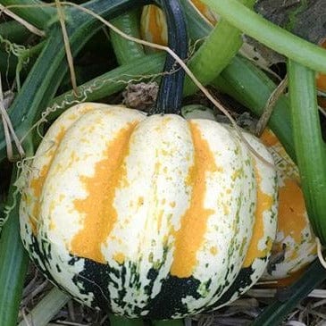 Squash Festival Acorn (Winter) - Renee's Garden - Image 2