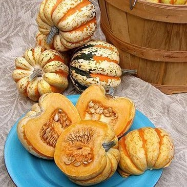 Squash Festival Acorn (Winter) - Renee's Garden - Image 4