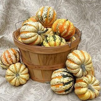 Squash Festival Acorn (Winter) - Renee's Garden - Image 5