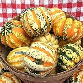 Squash Festival Acorn (Winter) - Renee's Garden - Image 6