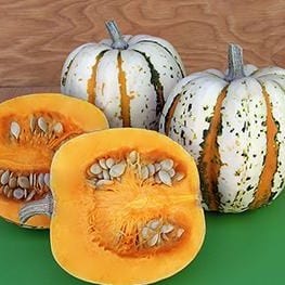 Squash Festival Acorn (Winter) - Renee's Garden - Image 7