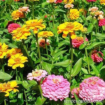 Zinnia Cut and Come Again - Renee's Garden - Image 3