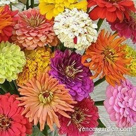 Zinnia Granny's Bouquet - Renee's Garden - Image 2