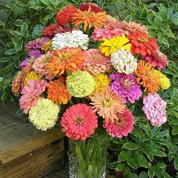 Zinnia Granny's Bouquet - Renee's Garden - Image 3