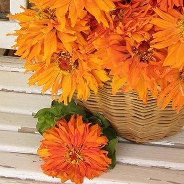 Zinnia Mighty Lion - Renee's Garden - Image 3