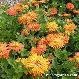Zinnia Mighty Lion - Renee's Garden - Image 4