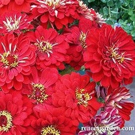 Zinnia Moulin Rouge - Renee's Garden - Image 3