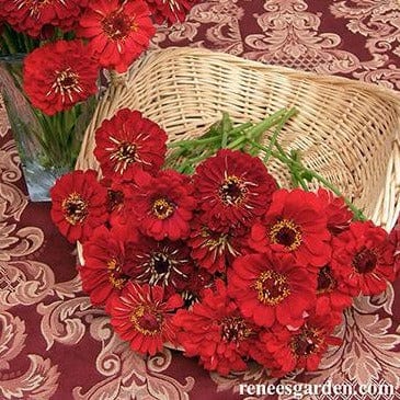 Zinnia Moulin Rouge - Renee's Garden - Image 4