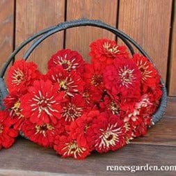 Zinnia Moulin Rouge - Renee's Garden - Image 5