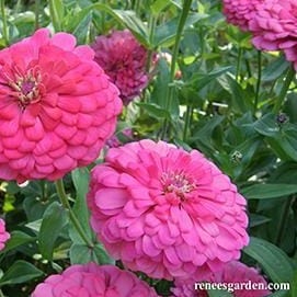 Zinnia Raspberry Sorbet - Renee's Garden - Image 3
