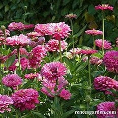 Zinnia Raspberry Sorbet - Renee's Garden - Image 4