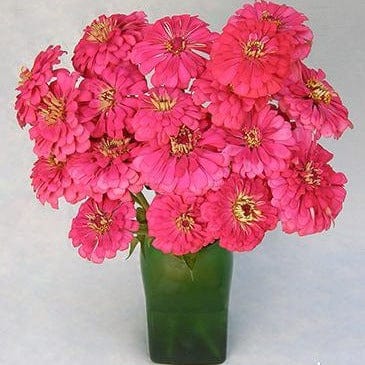 Zinnia Raspberry Sorbet - Renee's Garden - Image 5