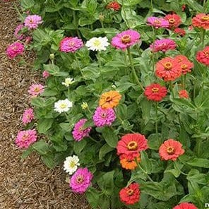 Zinnia State Fair Gold Medal - Renee's Garden - Image 2