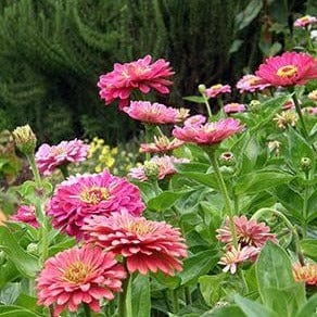 Zinnia State Fair Gold Medal - Renee's Garden - Image 4