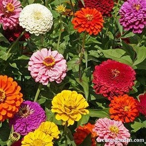 Zinnia State Fair Gold Medal - Renee's Garden - Image 6