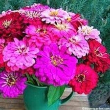 Zinnia Berry Basket - Renee's Garden - Image 3
