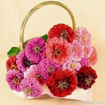 Zinnia Berry Basket - Renee's Garden - Image 4