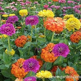 Zinnia Bling Bling - Renee's Garden - Image 2