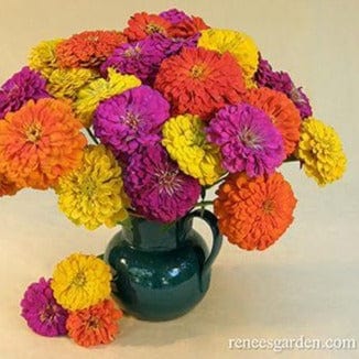 Zinnia Bling Bling - Renee's Garden - Image 3