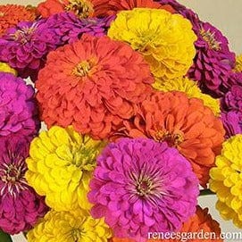 Zinnia Bling Bling - Renee's Garden - Image 4
