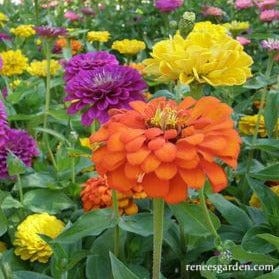 Zinnia Bling Bling - Renee's Garden - Image 5