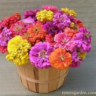 Zinnia Cabaret - Renee's Garden - Image 2