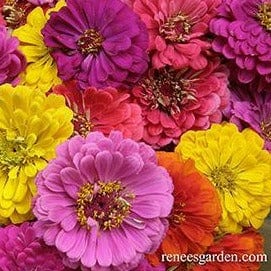 Zinnia Cabaret - Renee's Garden - Image 3