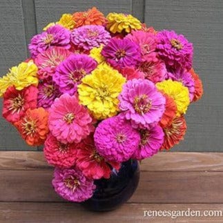 Zinnia Cabaret - Renee's Garden - Image 4