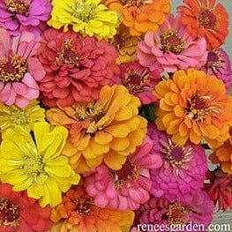 Zinnia Cha-Cha-Cha - Renee's Garden - Image 2