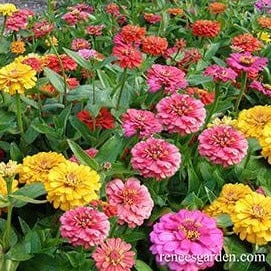 Zinnia Cha-Cha-Cha - Renee's Garden - Image 3