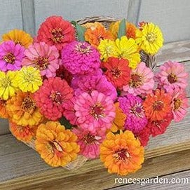 Zinnia Cha-Cha-Cha - Renee's Garden - Image 4