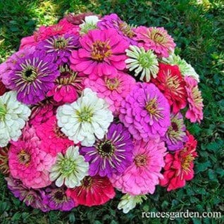 Zinnia Cool Crayon Colors - Renee's Garden - Image 2