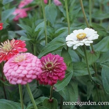 Zinnia Cool Crayon Colors - Renee's Garden - Image 3