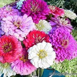 Zinnia Cool Crayon Colors - Renee's Garden - Image 4