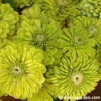 Zinnia Green Envy - Renee's Garden - Image 2
