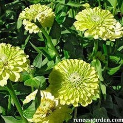 Zinnia Green Envy - Renee's Garden - Image 4