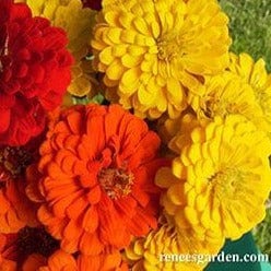 Zinnia Hot Crayon Colors - Renee's Garden - Image 2