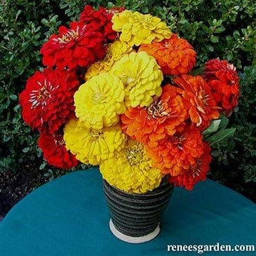 Zinnia Hot Crayon Colors - Renee's Garden - Image 3